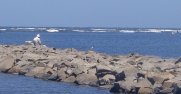 Nil und Meer treffen aufeinander