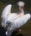Pelikan