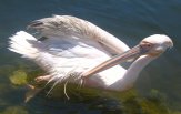 Pelikan