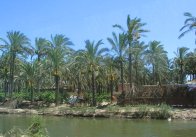 Palmen